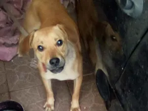 Cachorro raça Vira lata idade 7 a 11 meses nome Tel