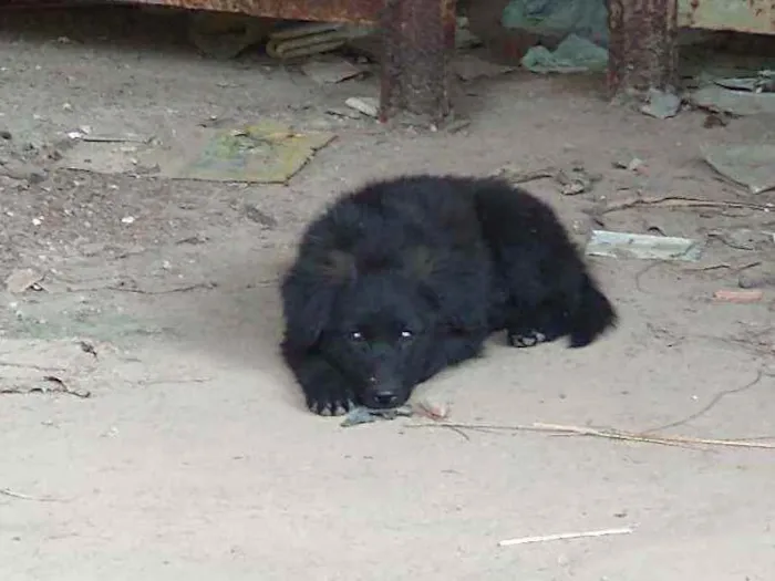 Cachorro ra a Vira lata idade 2 a 6 meses nome Peludinho