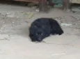 Peludinho