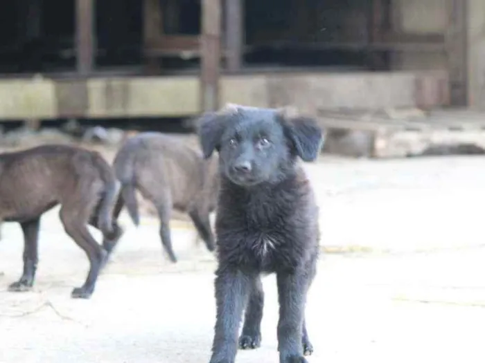 Cachorro ra a Vira lata idade 2 a 6 meses nome Peludinho