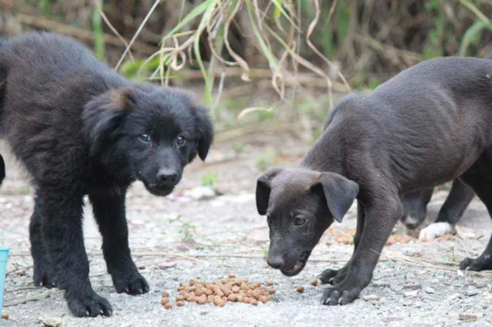 Cachorro ra a Vira lata idade 2 a 6 meses nome Peludinho