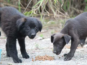 Cachorro raça Vira lata idade 2 a 6 meses nome Peludinho