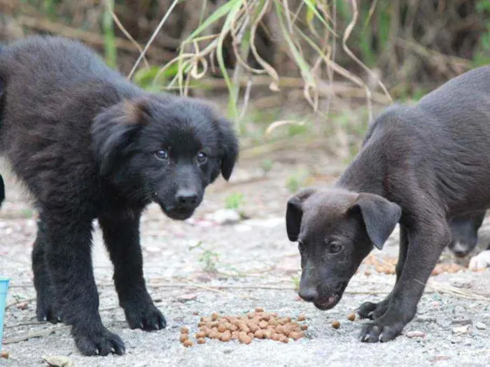 Cachorro ra a Vira lata idade 2 a 6 meses nome Peludinho