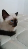 Dexter 