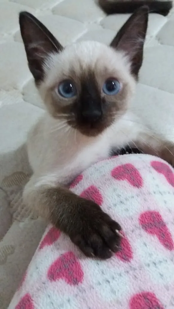 Gato ra a SRD idade 2 a 6 meses nome Dexter 