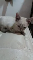 Dexter 
