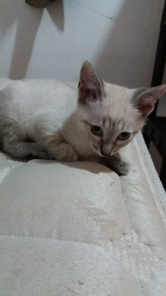 Gato ra a SRD idade 2 a 6 meses nome Dexter 