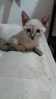 Dexter 