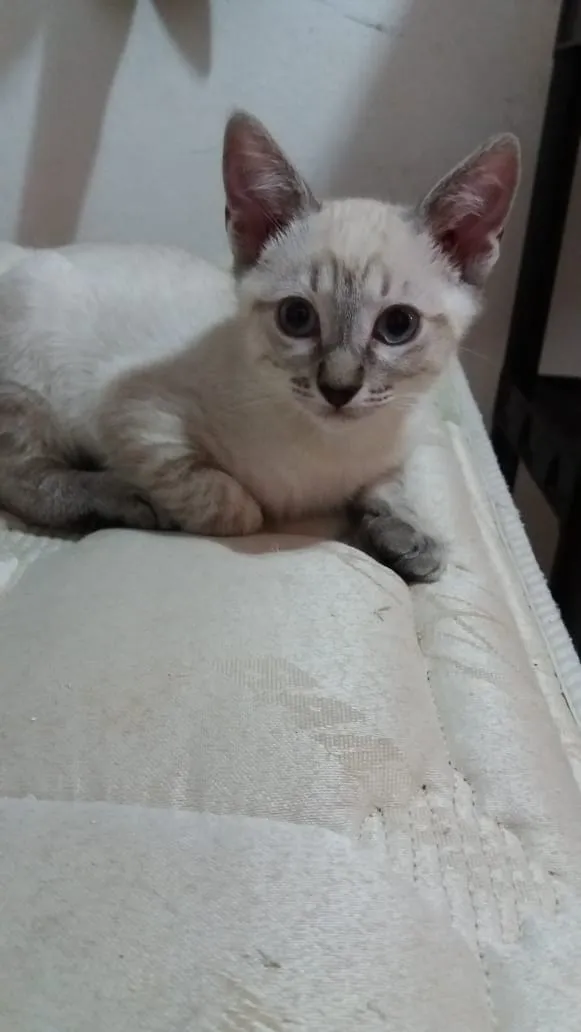 Gato ra a SRD idade 2 a 6 meses nome Dexter 