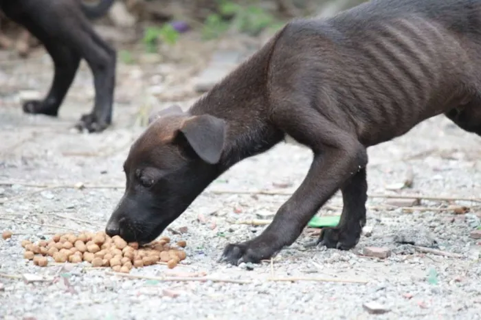 Cachorro ra a Vira Lata idade 2 a 6 meses nome S/N