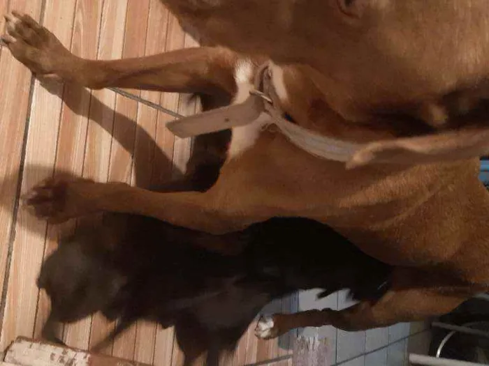 Cachorro ra a Poit bul com vira lata idade Abaixo de 2 meses nome Ainda não tem 