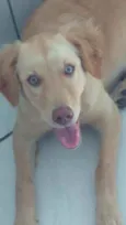 Akira