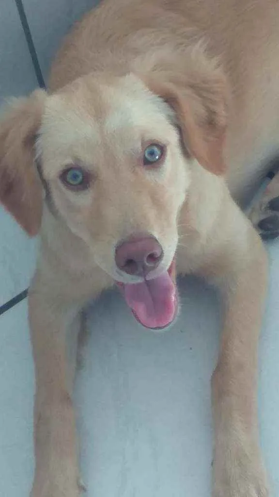 Cachorro raça Srd idade 7 a 11 meses nome Akira