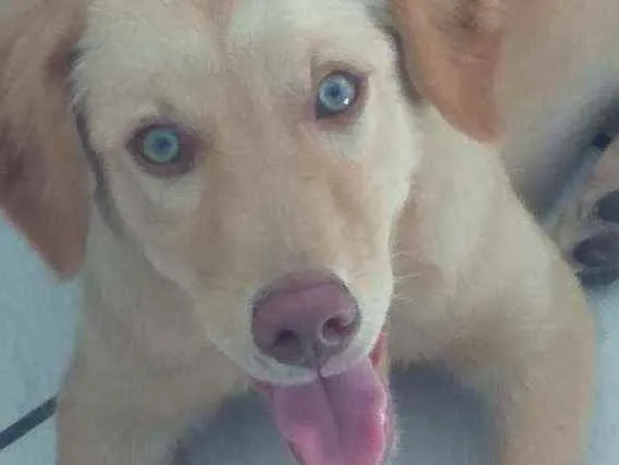 Cachorro raça Srd idade 7 a 11 meses nome Akira