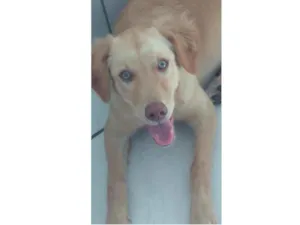 Cachorro raça Srd idade 7 a 11 meses nome Akira