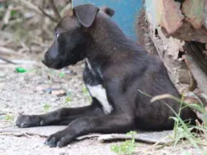 Cachorro raça VIra Lata idade 2 a 6 meses nome S/N