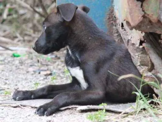 Cachorro ra a VIra Lata idade 2 a 6 meses nome S/N