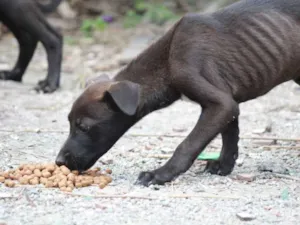 Cachorro raça Vira Lata idade 2 a 6 meses nome S/N