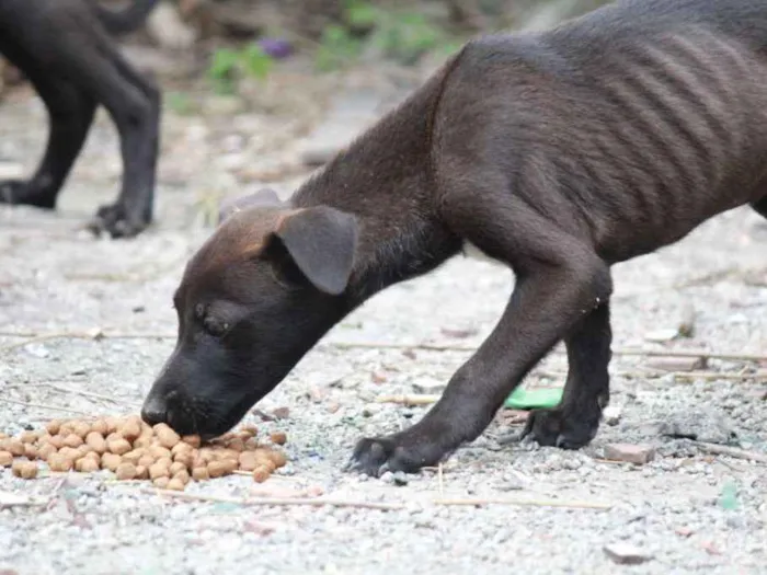 Cachorro ra a Vira Lata idade 2 a 6 meses nome S/N