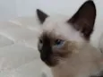 Dexter 