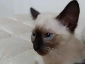 Gato raça SRD idade 2 a 6 meses nome Dexter 