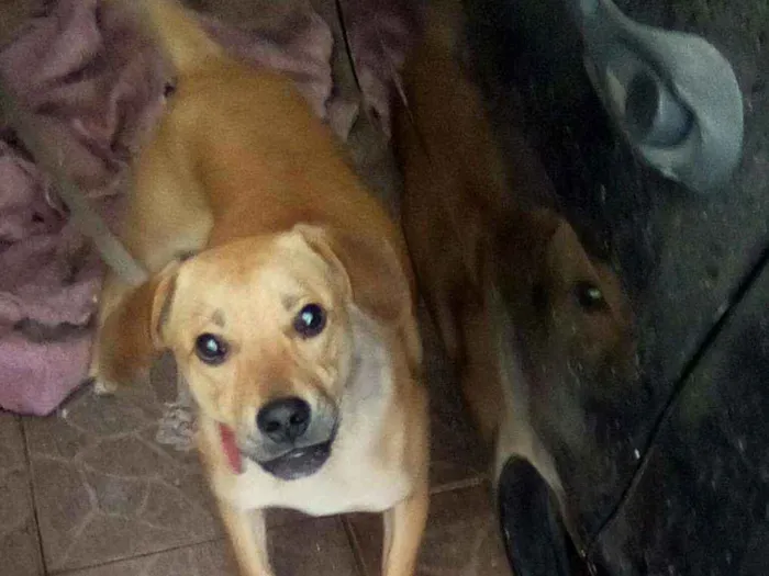 Cachorro ra a Vira lata idade 7 a 11 meses nome Tel