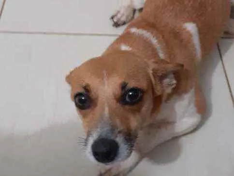 Cachorro ra a Vira lata idade 1 ano nome Mel