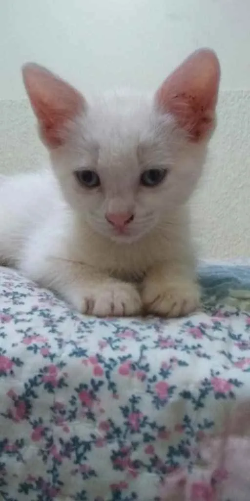 Gato ra a Indefinida  idade Abaixo de 2 meses nome Sem nome 