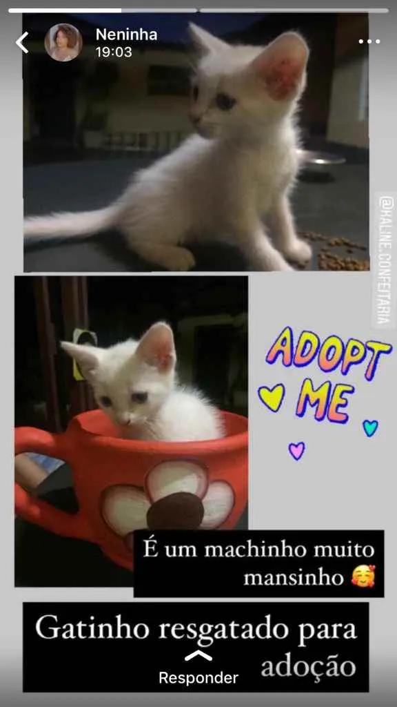 Gato ra a Indefinida  idade Abaixo de 2 meses nome Sem nome 