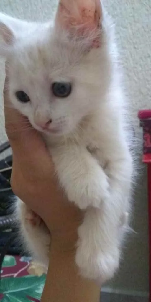 Gato ra a Indefinida  idade Abaixo de 2 meses nome Sem nome 