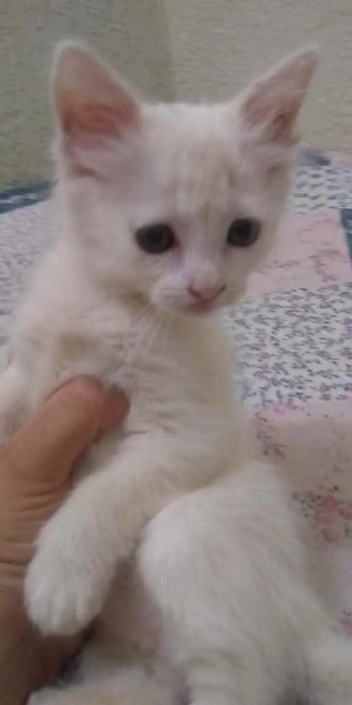 Gato ra a Indefinida  idade Abaixo de 2 meses nome Sem nome 