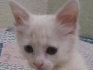 Gato raça Indefinida  idade Abaixo de 2 meses nome Sem nome 