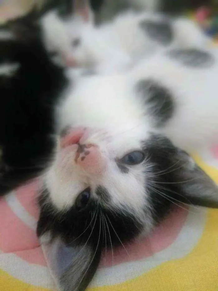Gato ra a SRS idade Abaixo de 2 meses nome Leonel