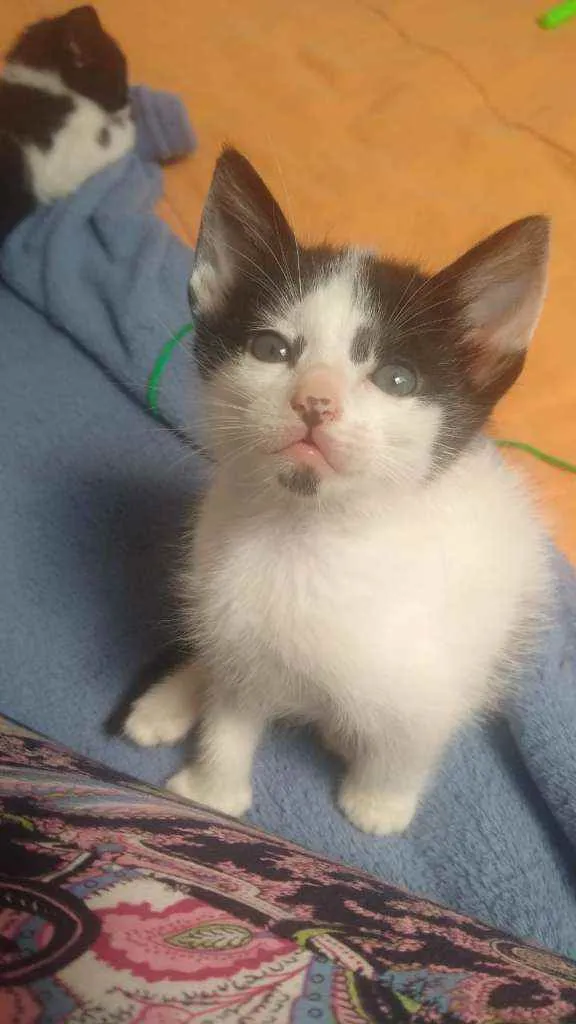 Gato ra a SRS idade Abaixo de 2 meses nome Leonel