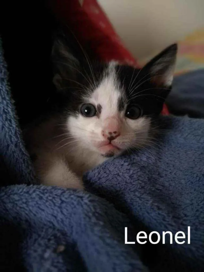 Gato ra a SRS idade Abaixo de 2 meses nome Leonel