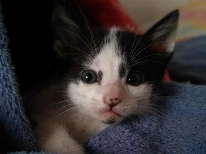Gato ra a SRS idade Abaixo de 2 meses nome Leonel