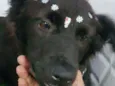 Belinha
