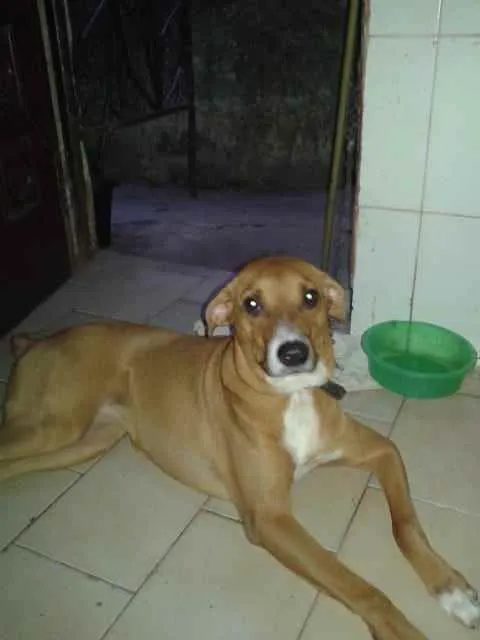 Cachorro ra a Não sei idade 2 anos nome Vitória