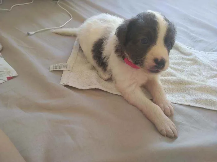 Cachorro raça poodle idade Abaixo de 2 meses nome Kiara