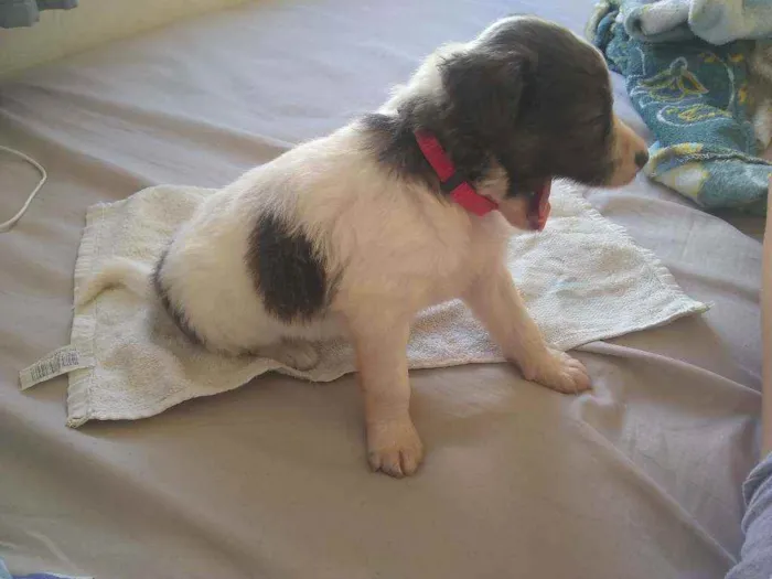 Cachorro raça poodle idade Abaixo de 2 meses nome Kiara