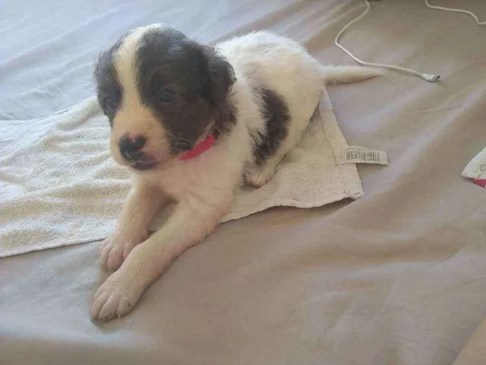 Cachorro raça poodle idade Abaixo de 2 meses nome Kiara