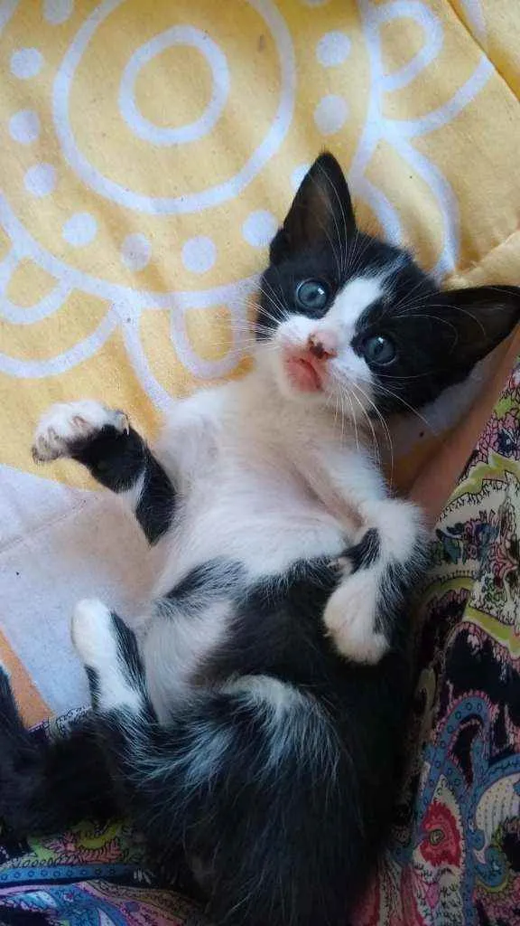 Gato ra a SRs idade Abaixo de 2 meses nome Inácio