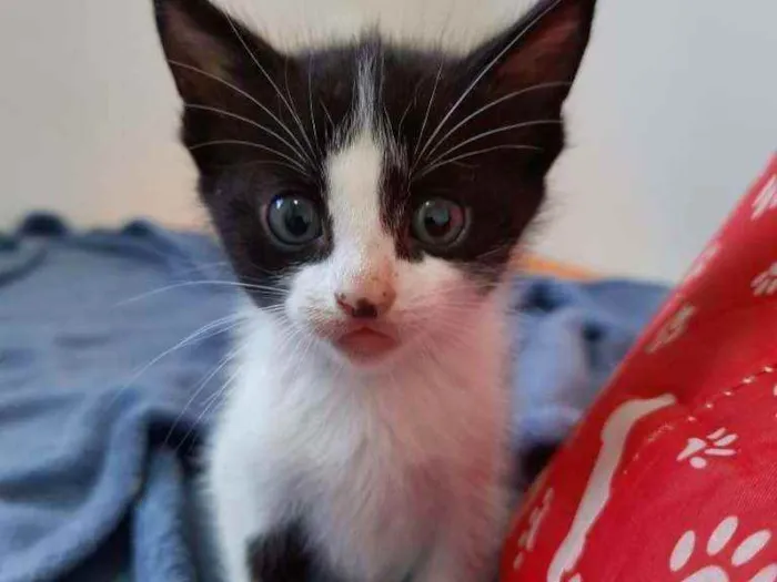 Gato ra a SRs idade Abaixo de 2 meses nome Inácio