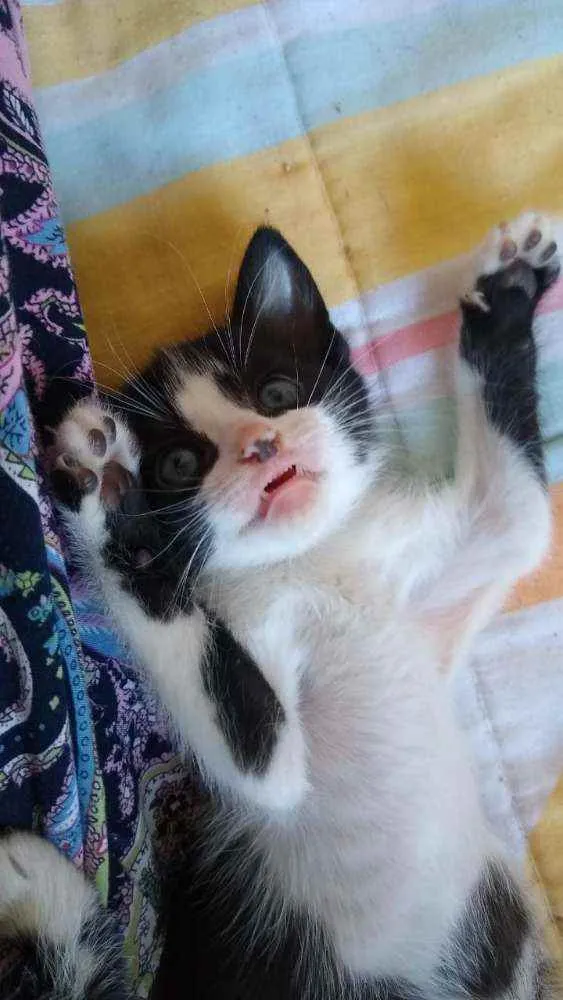 Gato ra a SRs idade Abaixo de 2 meses nome Inácio