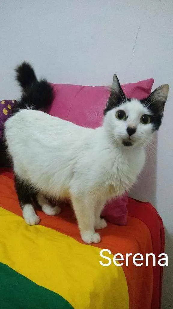 Gato ra a SRD idade 2 anos nome Serena