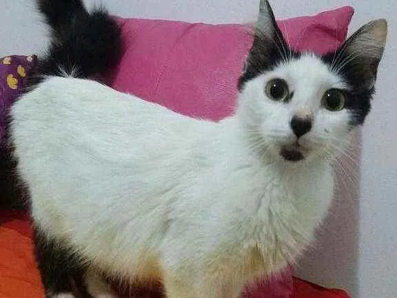 Gato ra a SRD idade 2 anos nome Serena