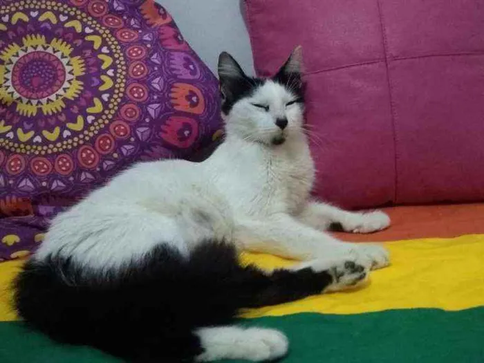 Gato ra a SRD idade 2 anos nome Serena