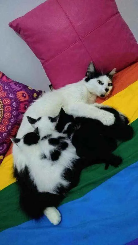 Gato ra a SRD idade 2 anos nome Serena