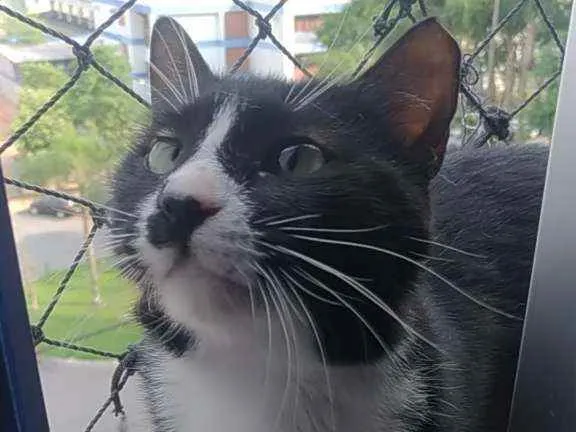 Gato ra a Srd idade 7 a 11 meses nome Lorna
