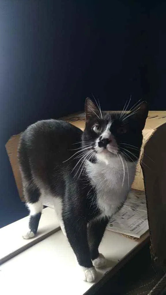 Gato ra a Srd idade 7 a 11 meses nome Lorna